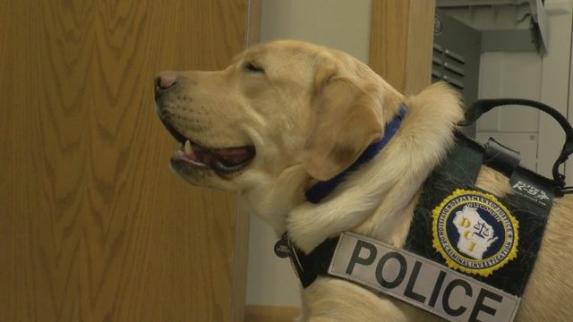 Dog With Dog Porn - Police dogs trained to sniff out collections of child porn ...